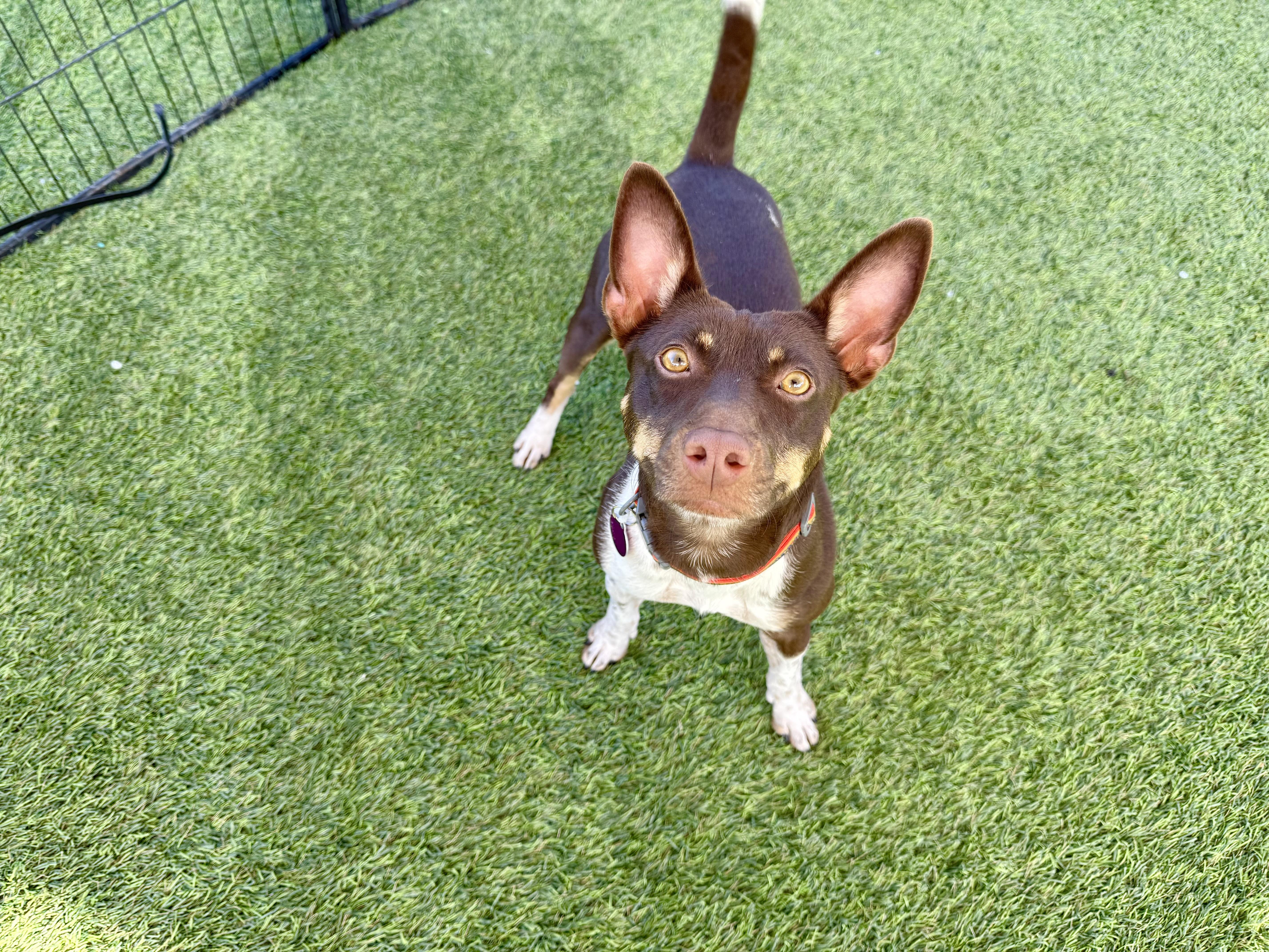 Enlarge Nacho, a ADOPTABLE mixed breed in Agoura Hills, CA image 2/5