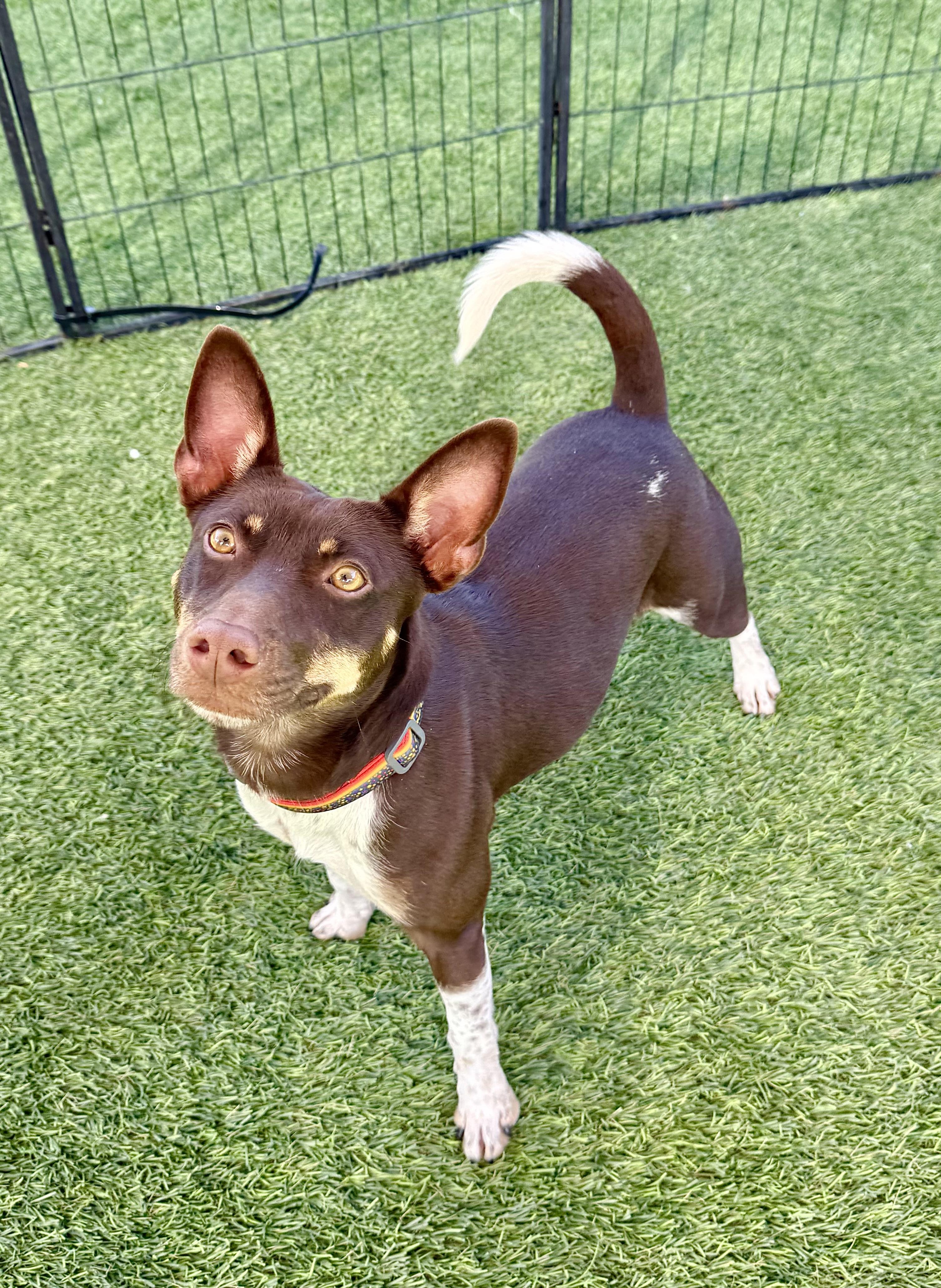 Enlarge Nacho, a ADOPTABLE mixed breed in Agoura Hills, CA image 3/5