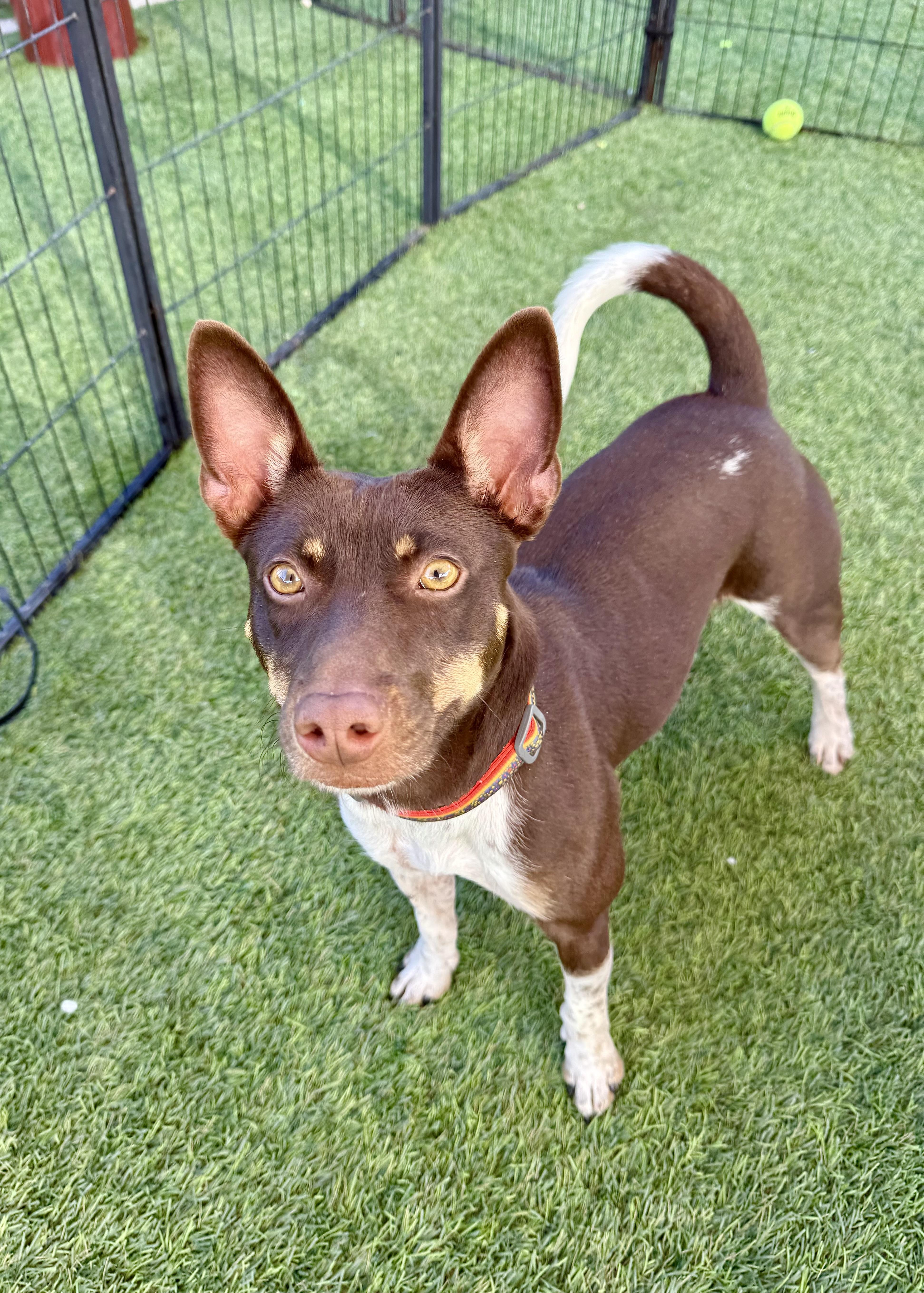 Enlarge Nacho, a ADOPTABLE mixed breed in Agoura Hills, CA image 4/5