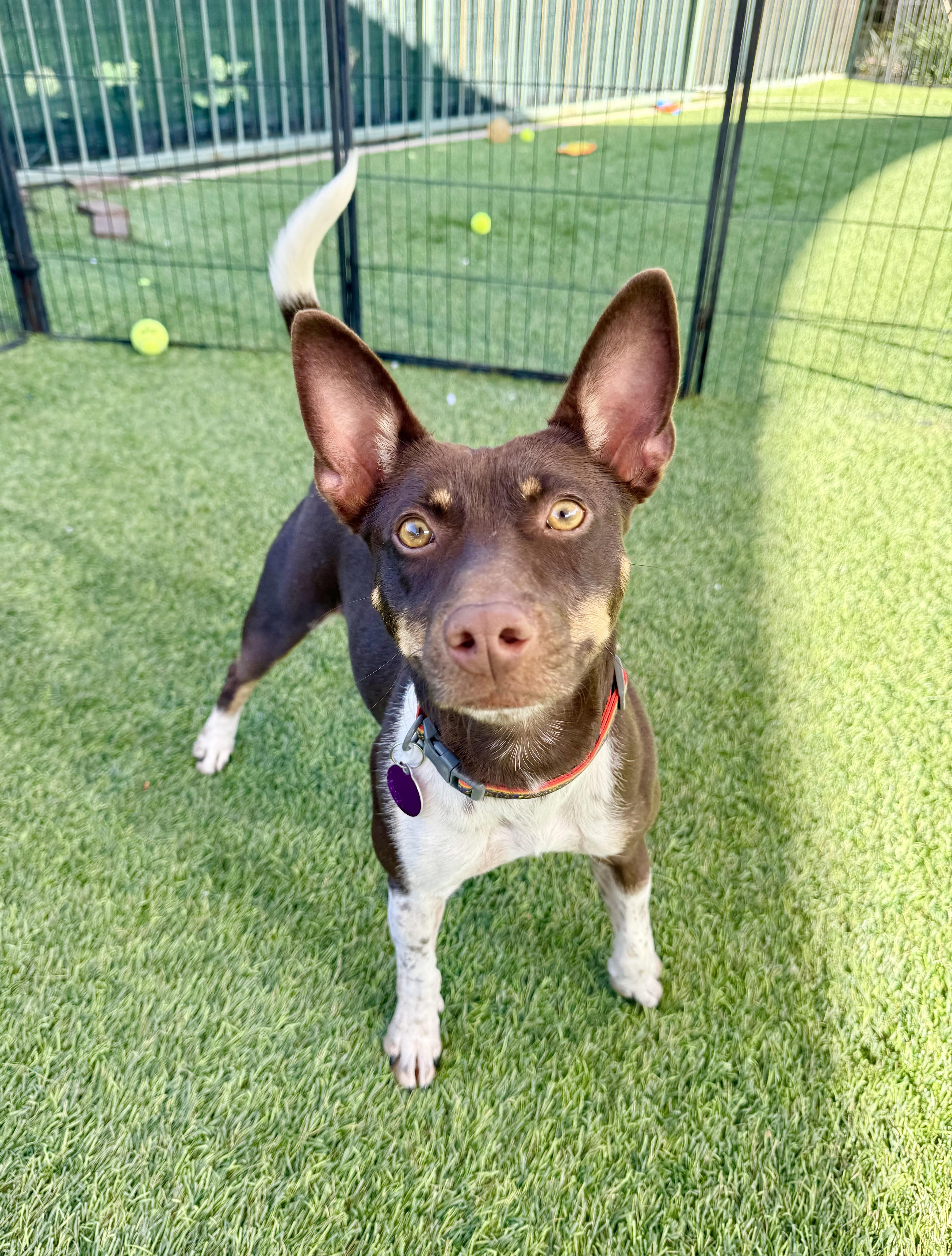 Enlarge Nacho, a ADOPTABLE mixed breed in Agoura Hills, CA image 5/5