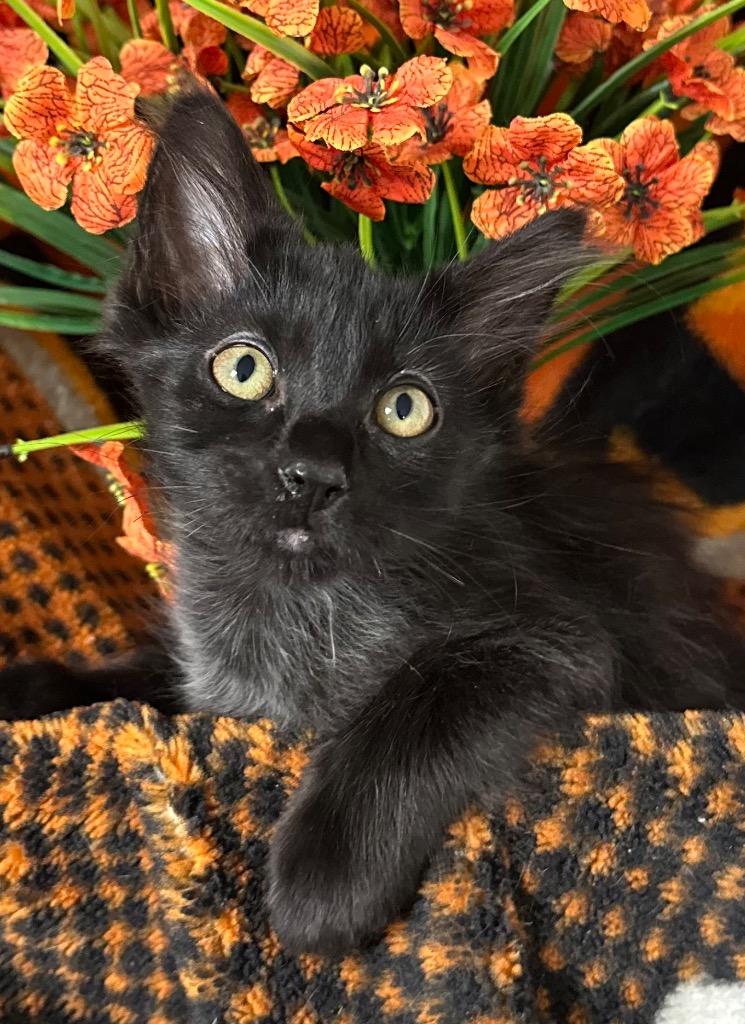 3/16/26 Alicia, Adoptable, Kitten Female Domestic Medium Hair.