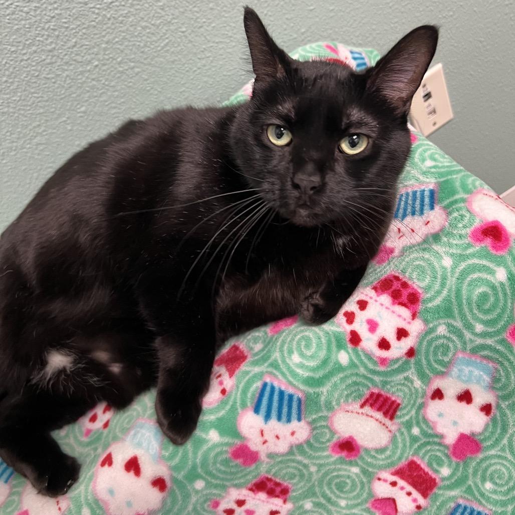 Baloo, Adoptable, Adult Male Domestic Short Hair.