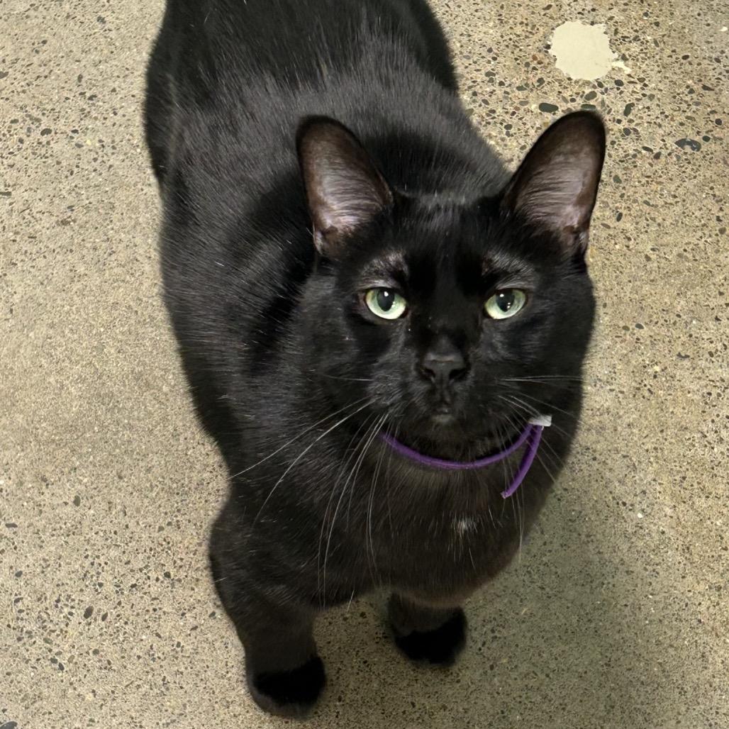 Baloo, Adoptable, Adult Male Domestic Short Hair.
