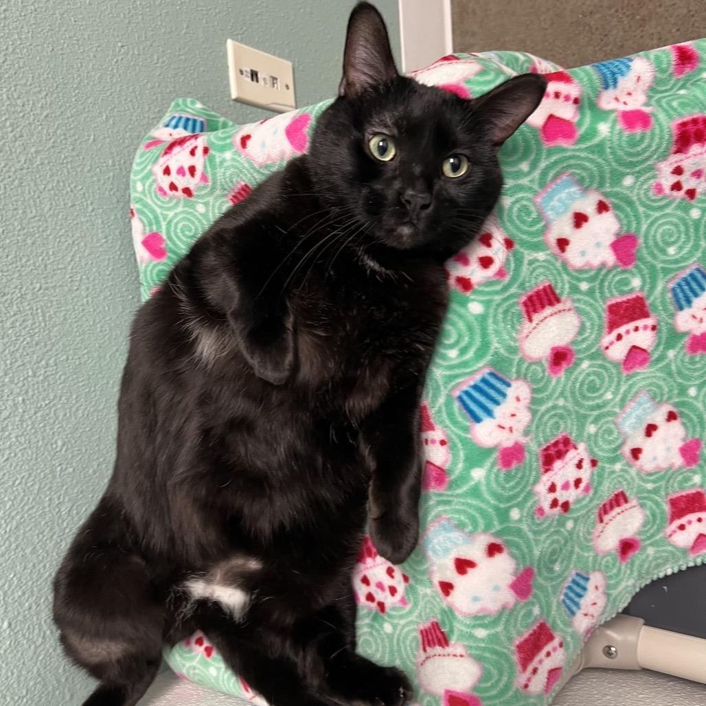 Baloo — thumbnail 5