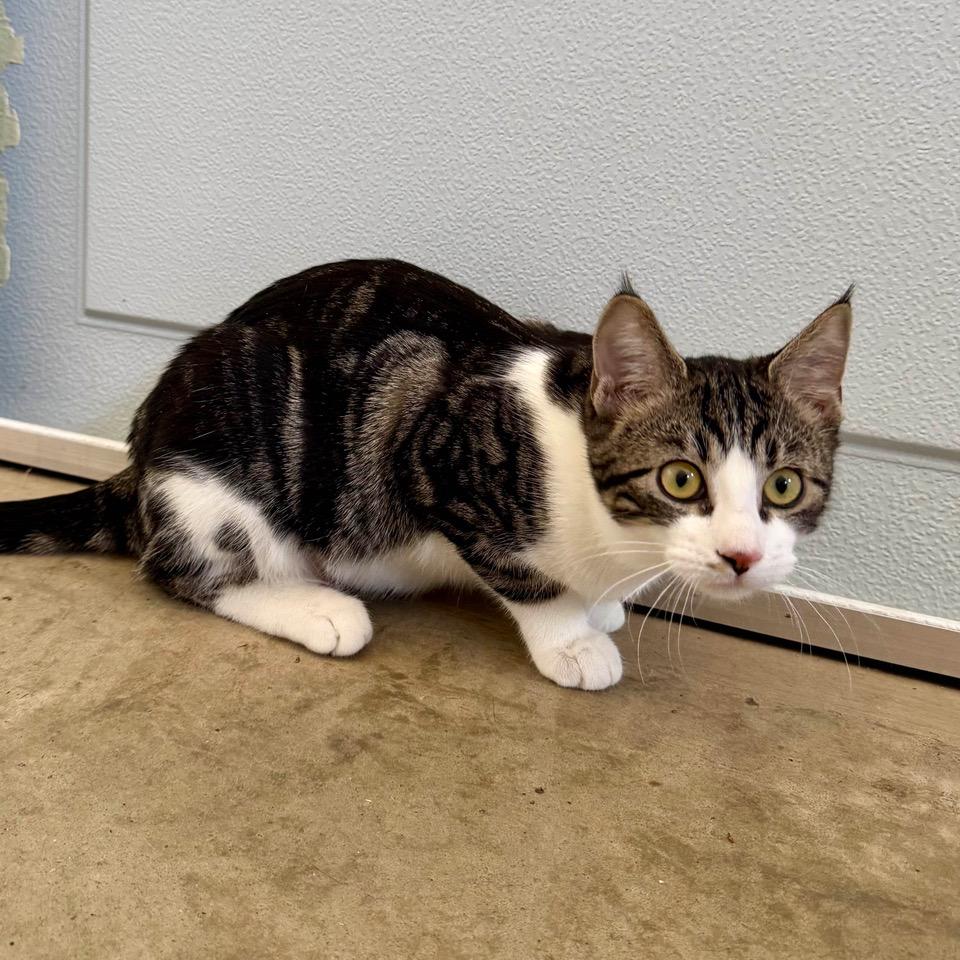 Barnette — thumbnail 3