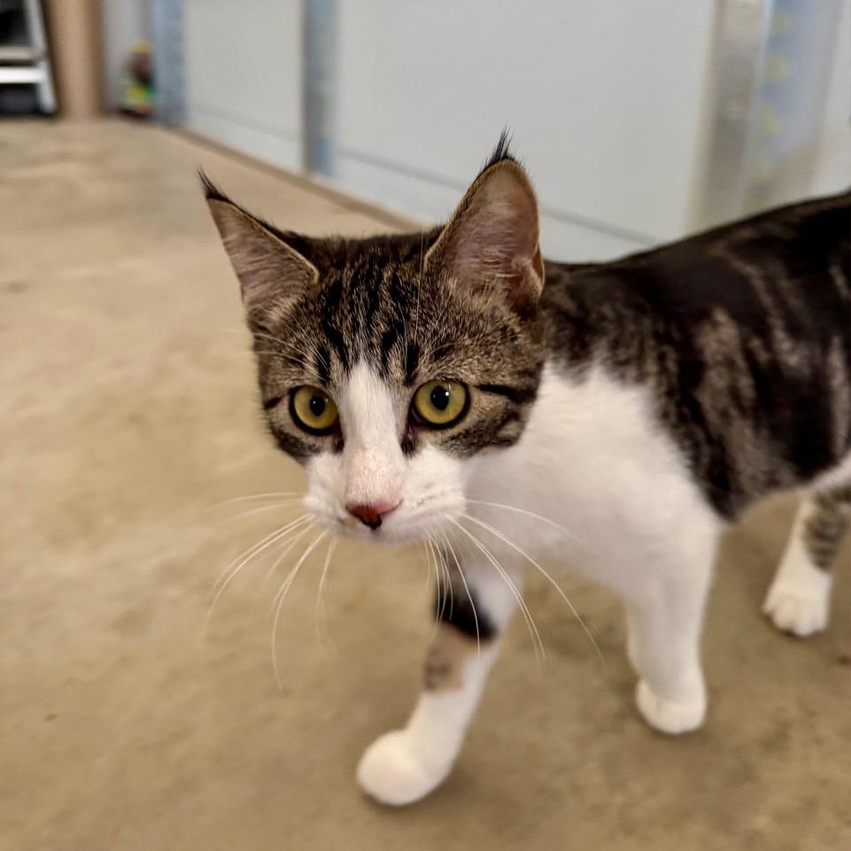 Barnette — thumbnail 4