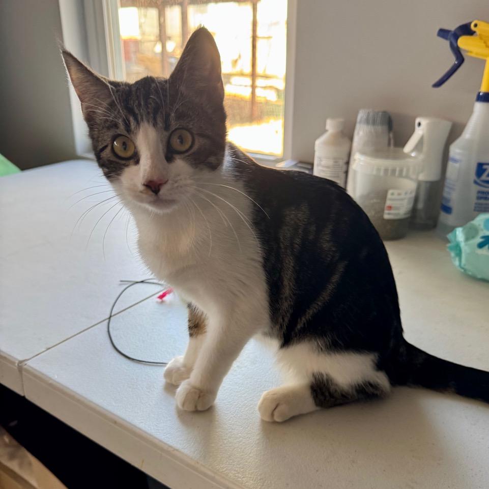 Barnette — thumbnail 5