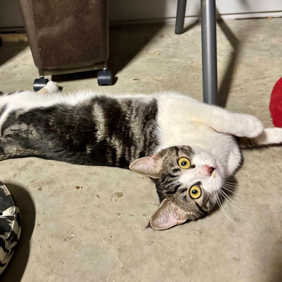 Barnette — thumbnail 6