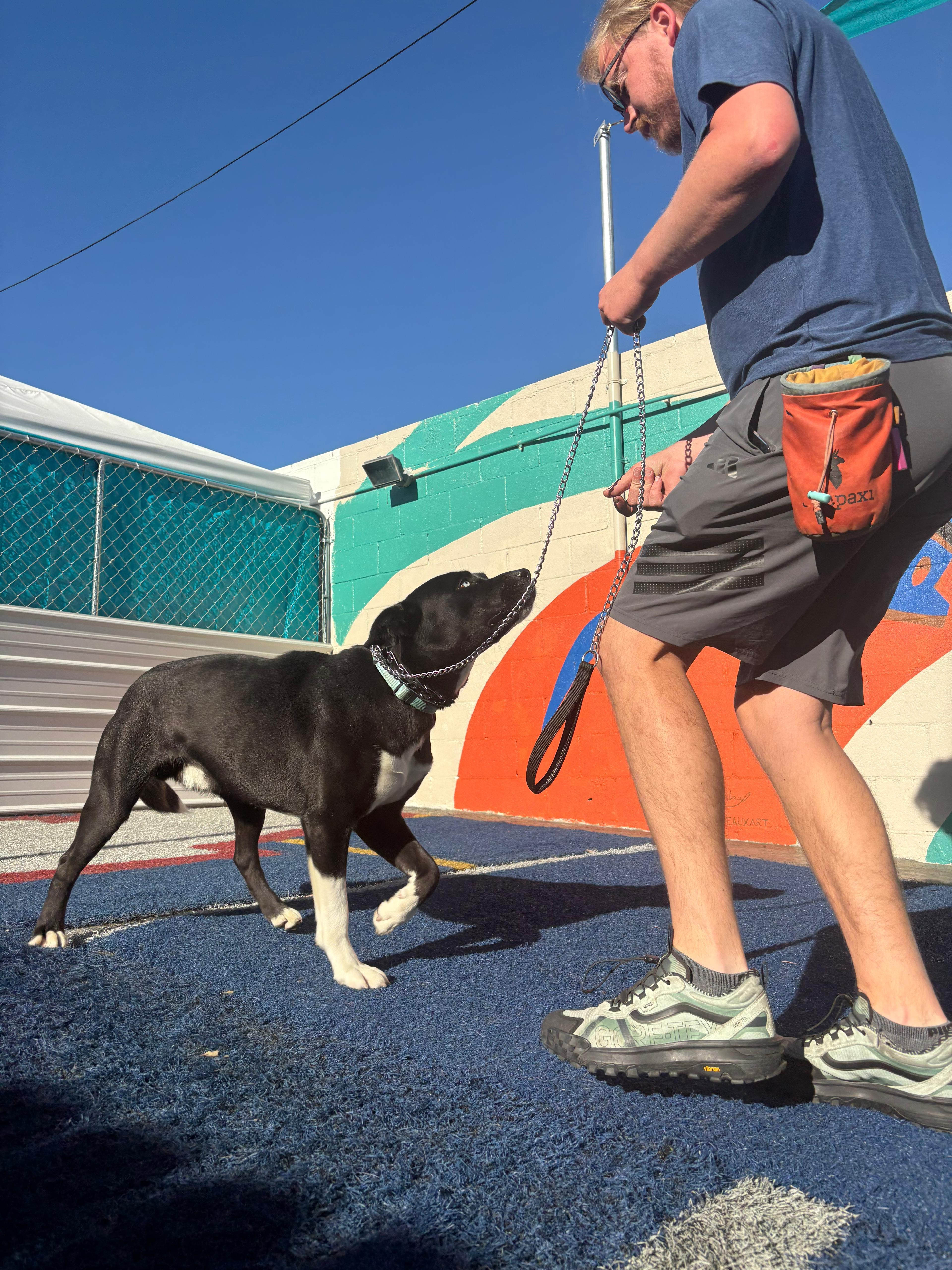 Enlarge Bear, a ADOPTABLE mixed breed in San Diego, CA image 4/6