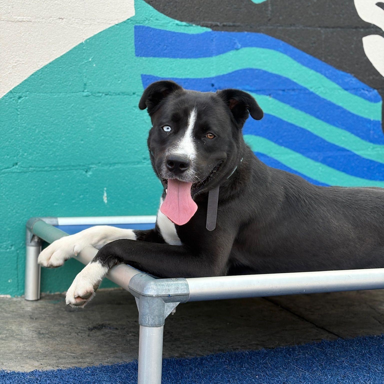 Enlarge Bear, a ADOPTABLE mixed breed in San Diego, CA image 2/6