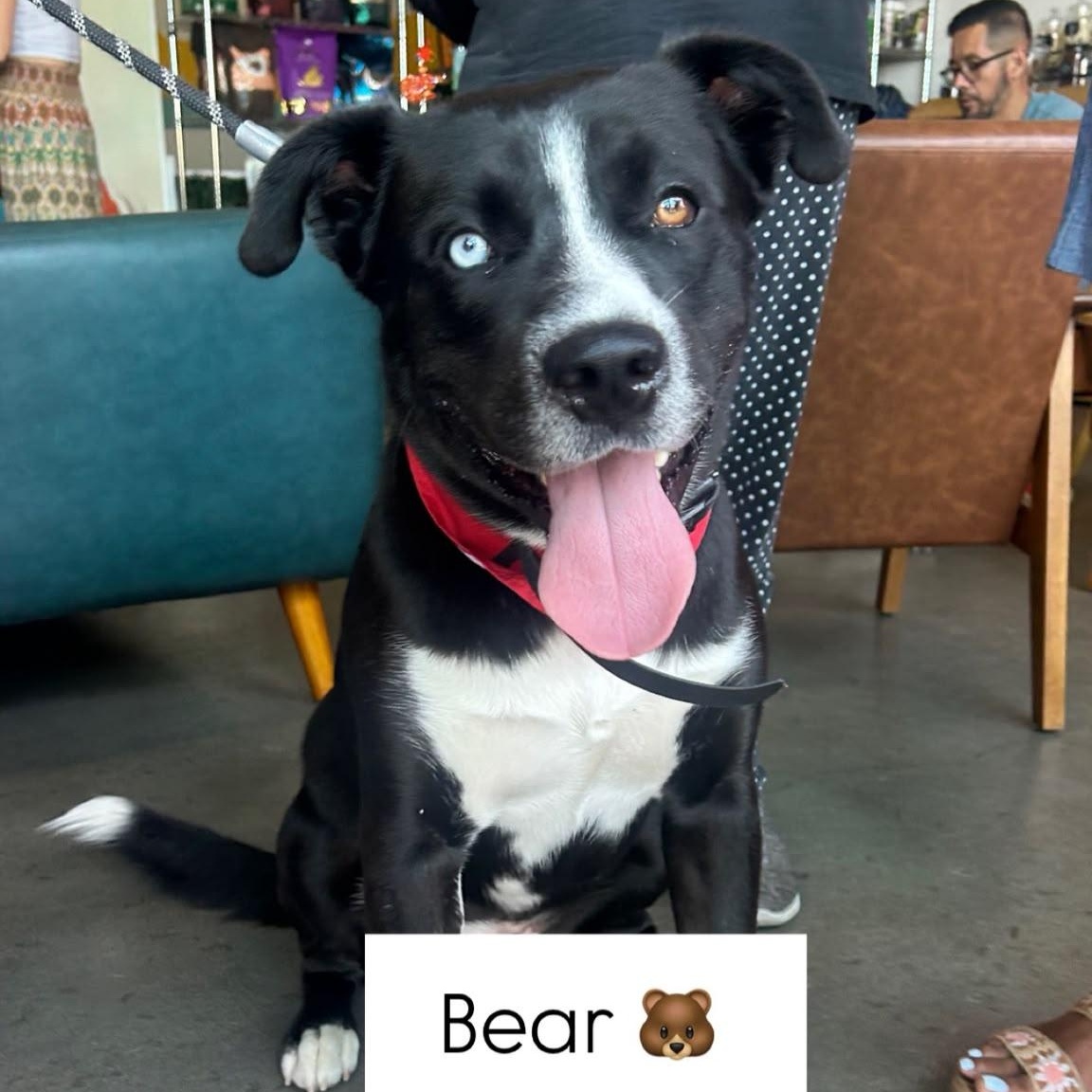 Bear, ADOPTABLE, Young Male Husky & Cattle Dog.