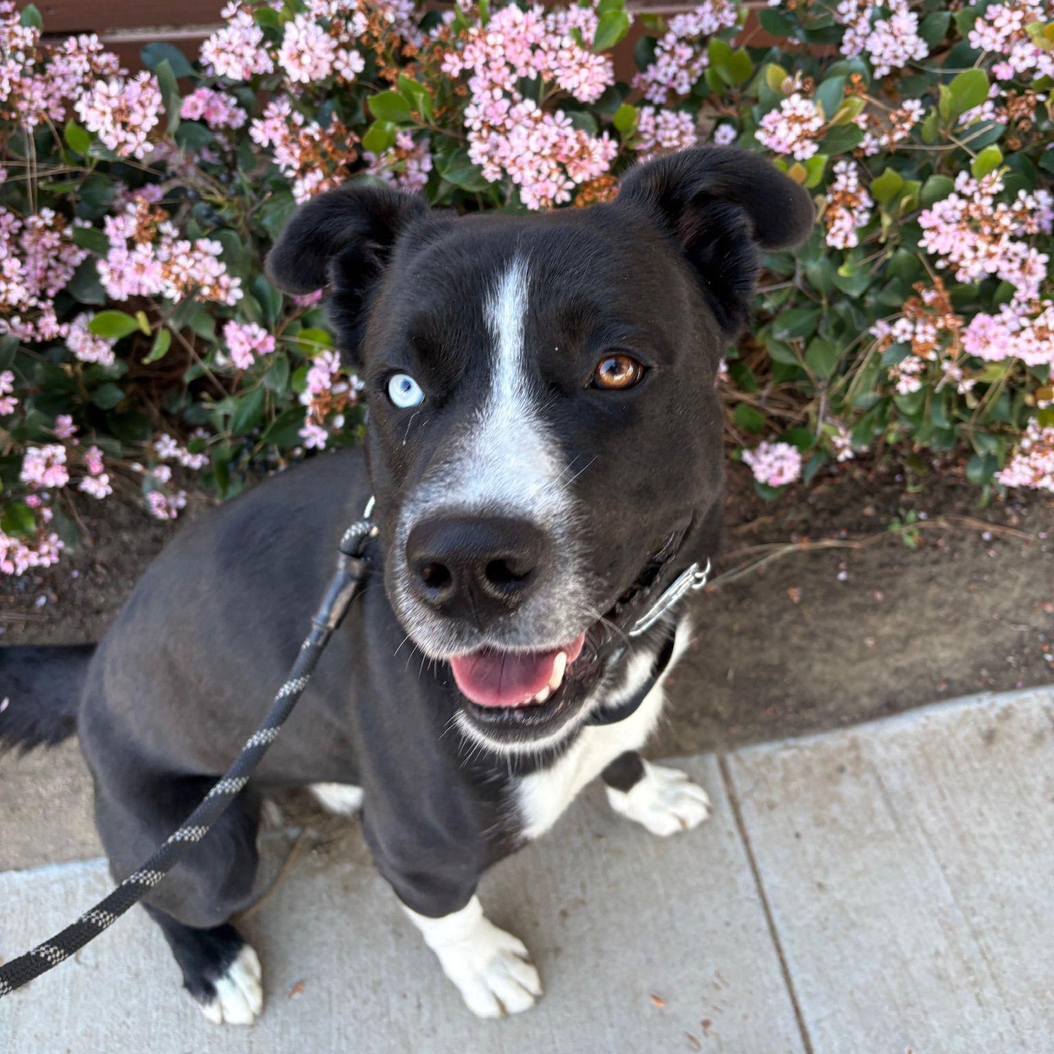 Enlarge Bear, a ADOPTABLE mixed breed in San Diego, CA image 1/6