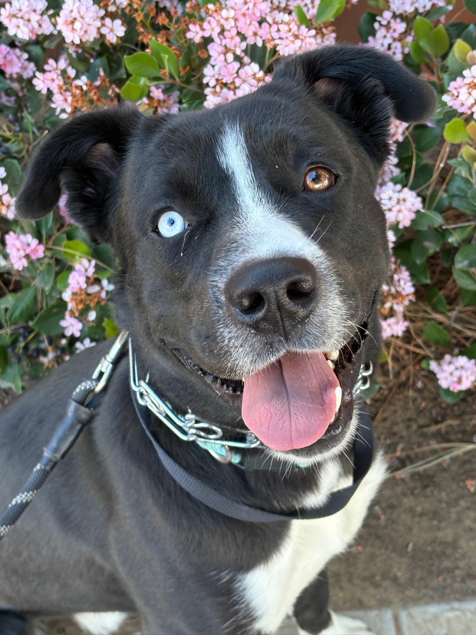 Bear, ADOPTABLE, Young Male Husky & Cattle Dog.