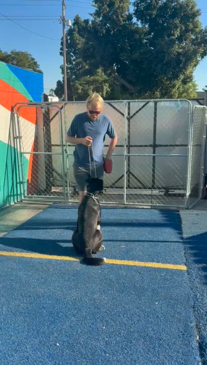 Enlarge Bear, a ADOPTABLE mixed breed in San Diego, CA video 6/6