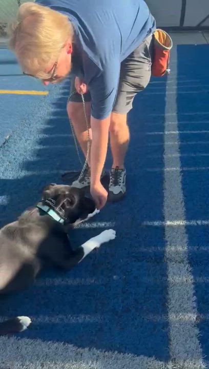 Enlarge Bear, a ADOPTABLE mixed breed in San Diego, CA video 5/6