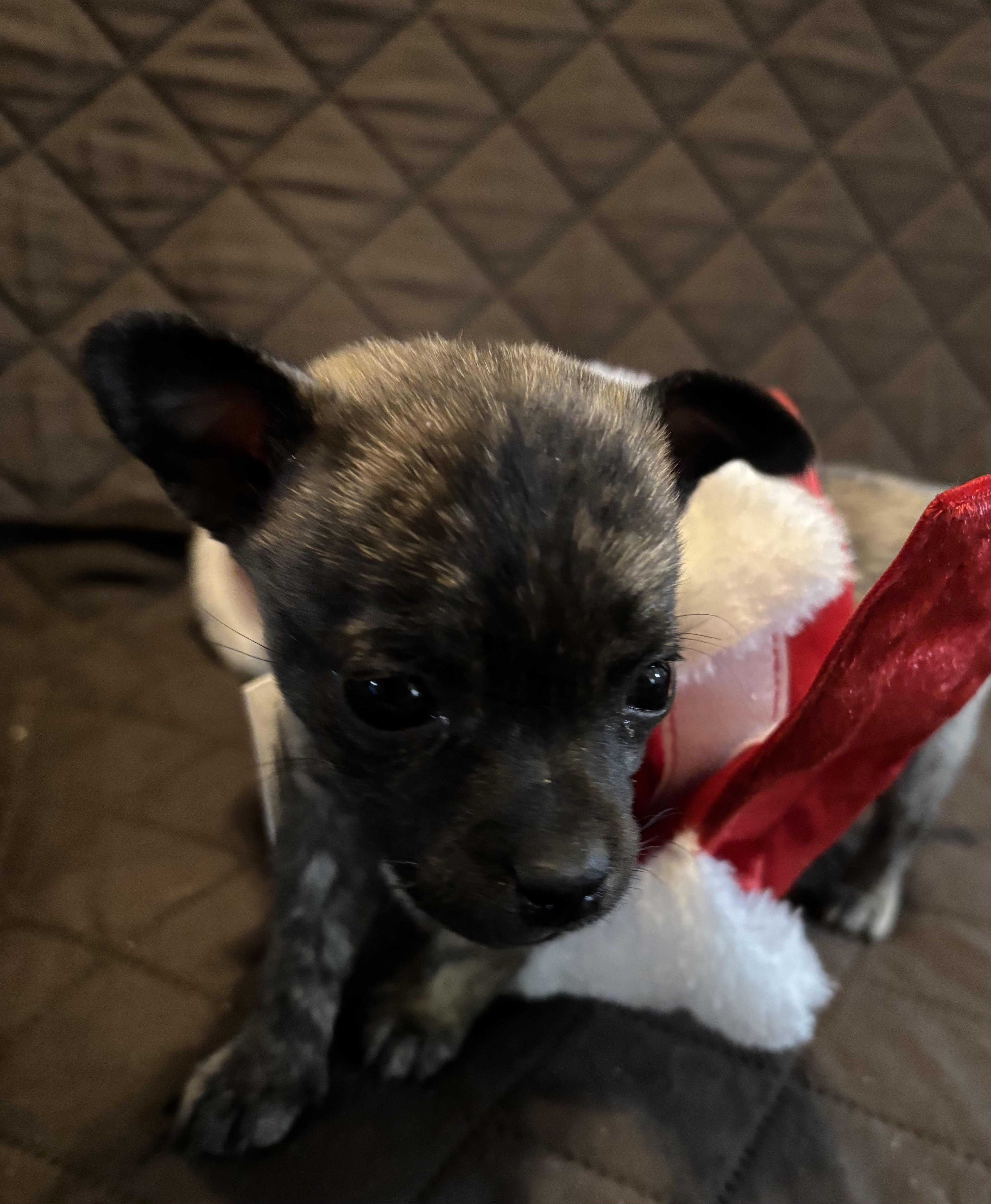 Parker, Adoptable, Puppy Female Chihuahua.