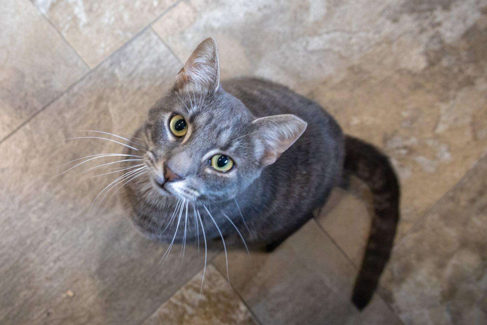 Fleur (FCID# 02/05/2026 - 46 Trainer) C, a Adoptable Tabby in Greenville, DE image 2/3