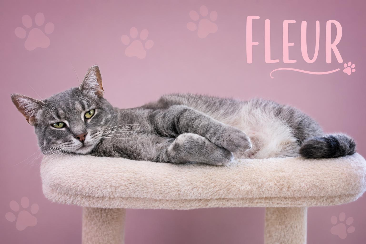 Fleur (FCID# 02/05/2026 - 46 Trainer) C, a Adoptable Tabby in Greenville, DE image 3/3