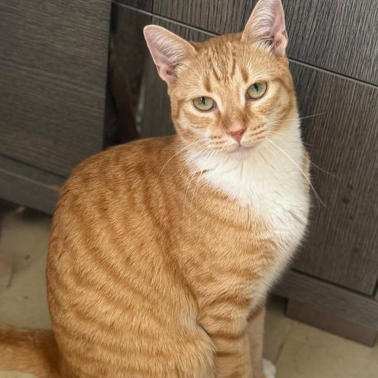 Jax, Adoptable, Adult Male Domestic Short Hair.