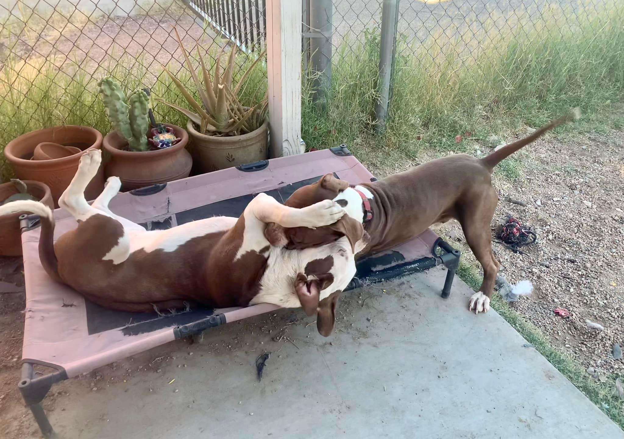 Romeo, Adoptable, Adult Male American Staffordshire Terrier.