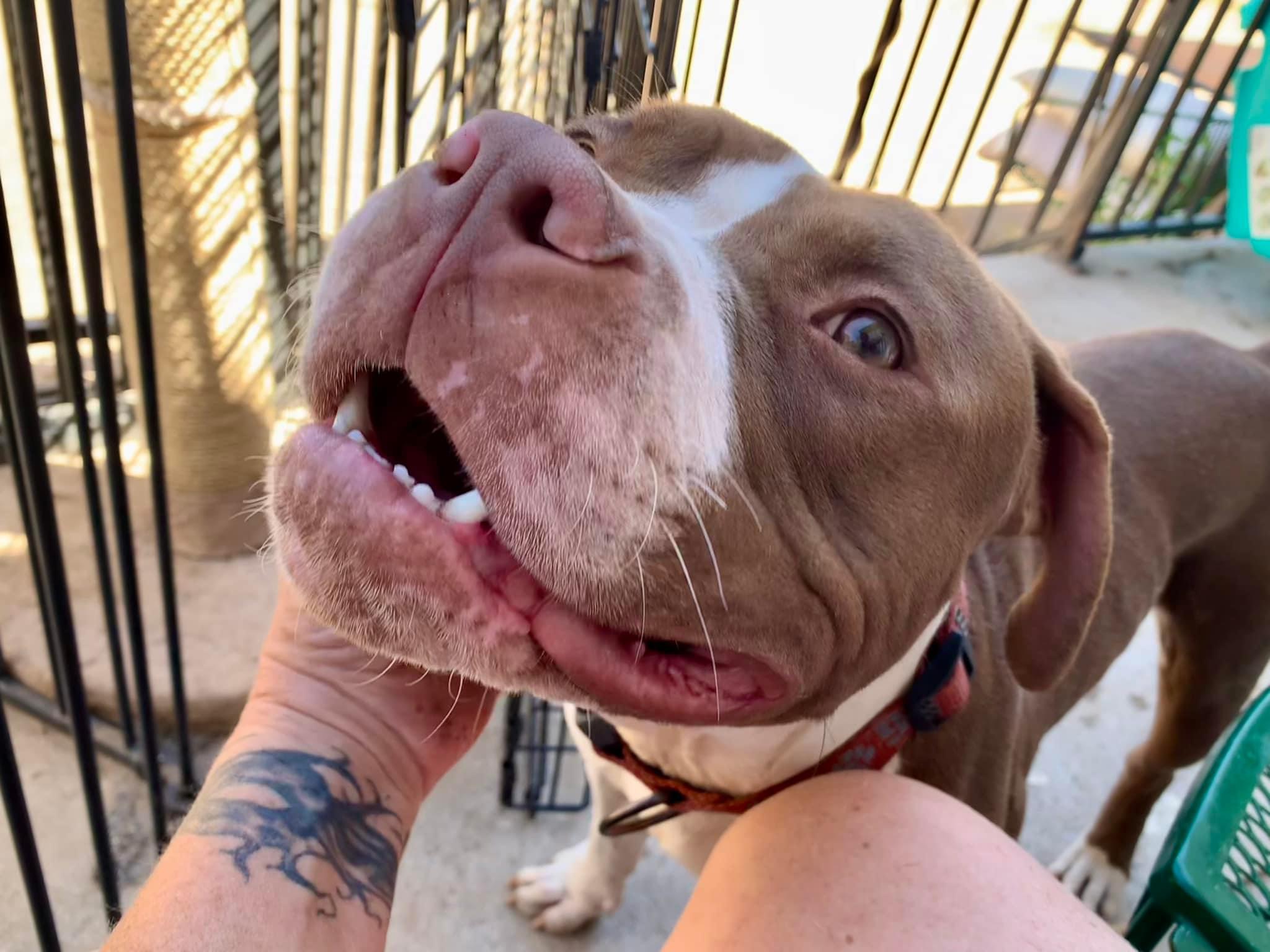 Romeo, a Adoptable mixed breed in Tucson, AZ image 2/5