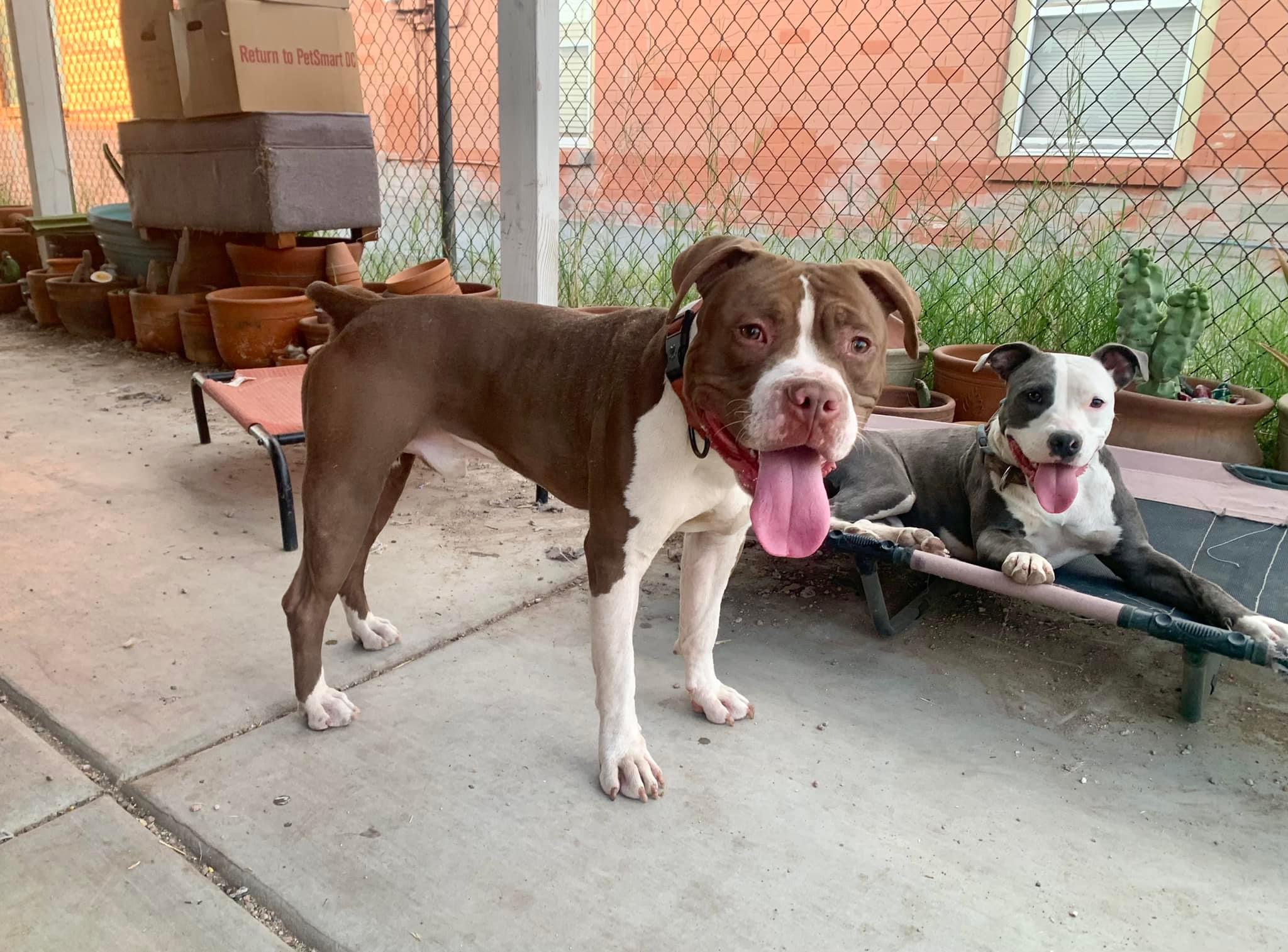 Romeo, a Adoptable mixed breed in Tucson, AZ image 3/5