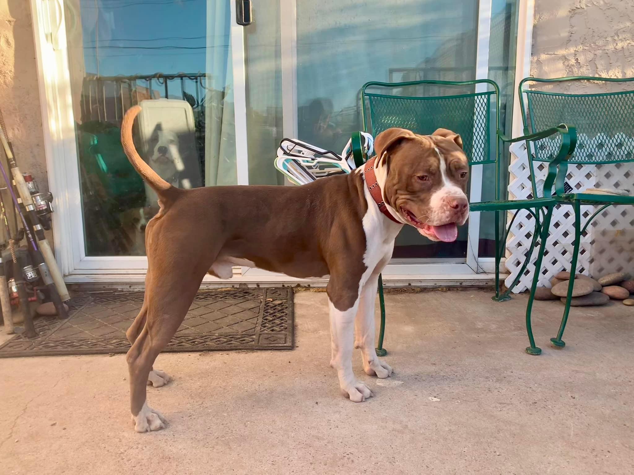 Romeo, a Adoptable mixed breed in Tucson, AZ image 4/5