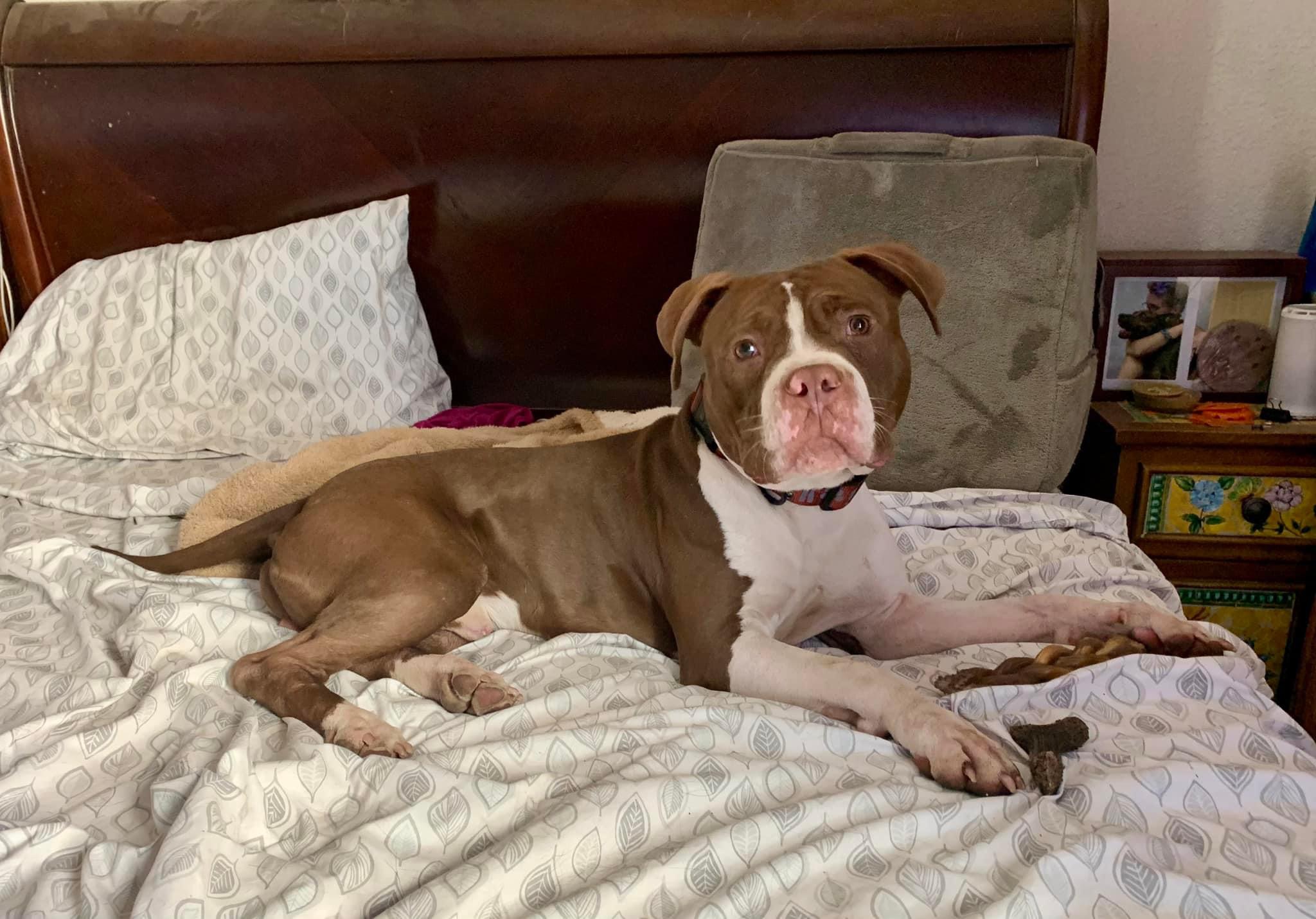 Romeo, a Adoptable mixed breed in Tucson, AZ image 5/5