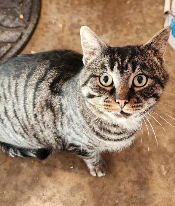 Mooch, adoptable, Adult Male Domestic Short Hair.