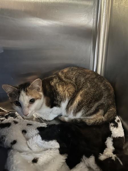 Brisk, Adoptable, Adult Female Domestic Short Hair.