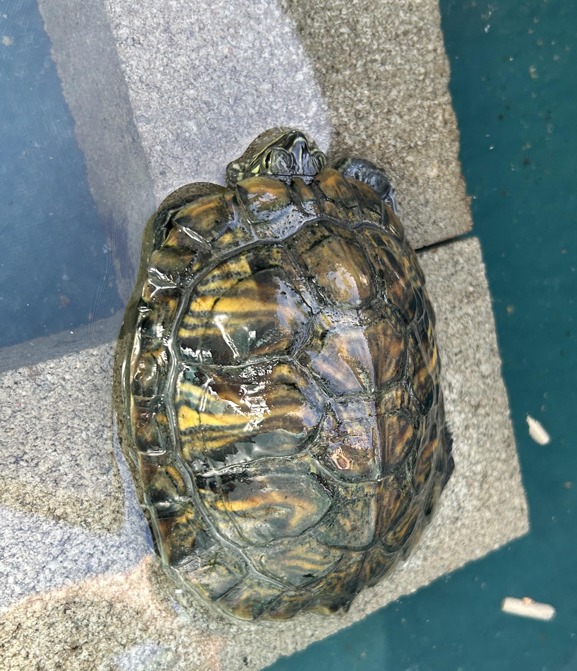 Yellow Belly Turtle, Adopted, Young Unknown Yellow-Bellied Slider.