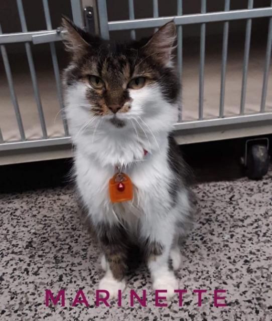 Enlarge Marinette, a Adopted mixed breed in Kendallville, IN image 1/1