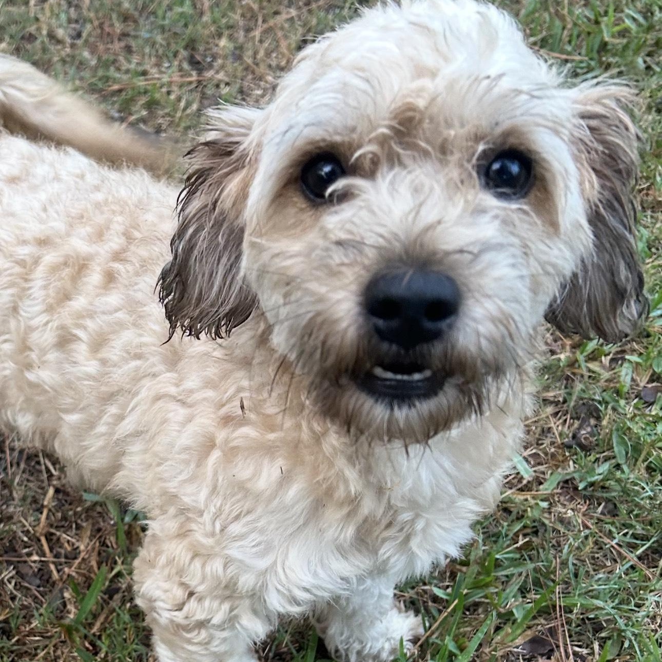 Peresoso, an adoptable Shih Tzu in Calumet, MI, 49913 | Photo Image 3