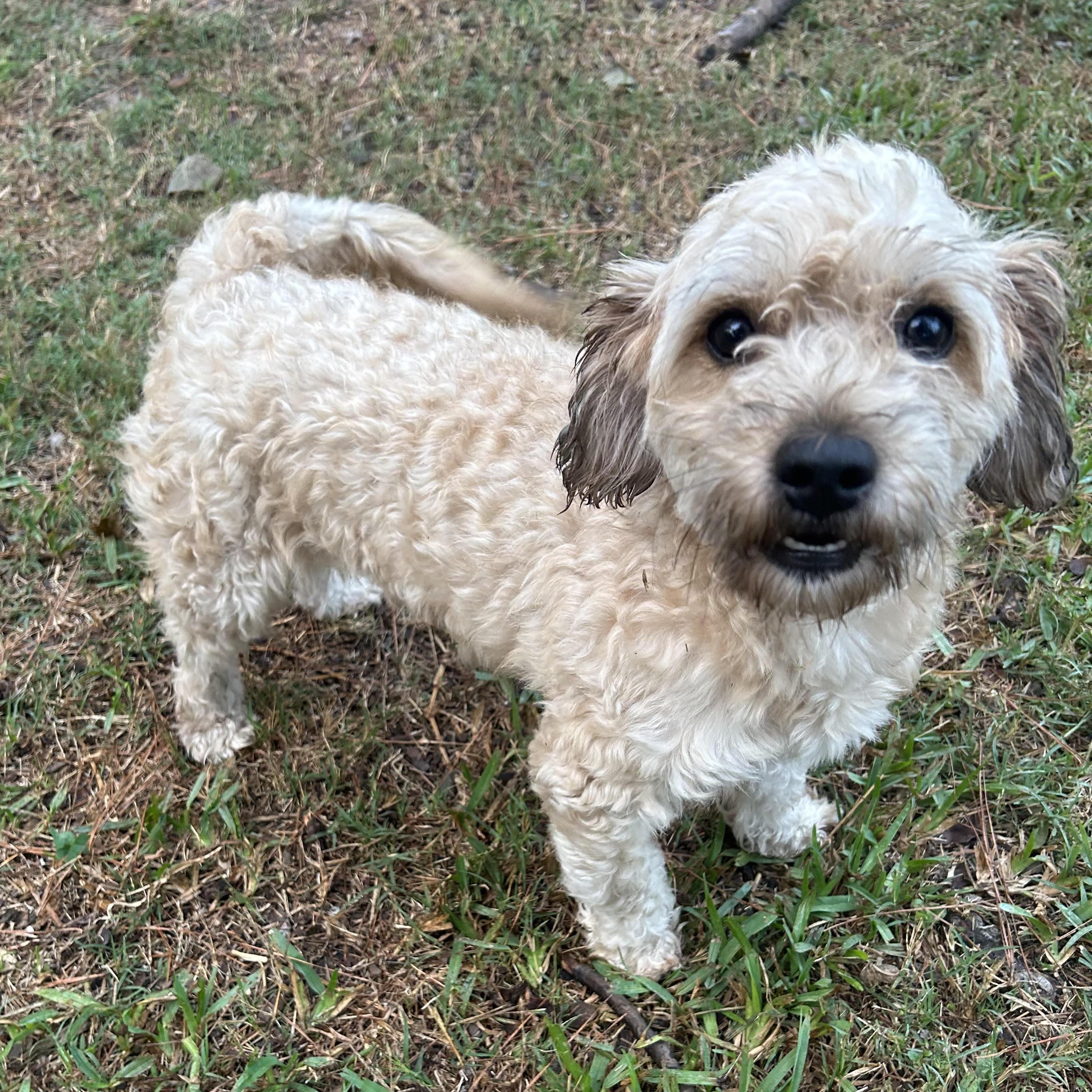 Peresoso, an adoptable Shih Tzu in Calumet, MI, 49913 | Photo Image 1