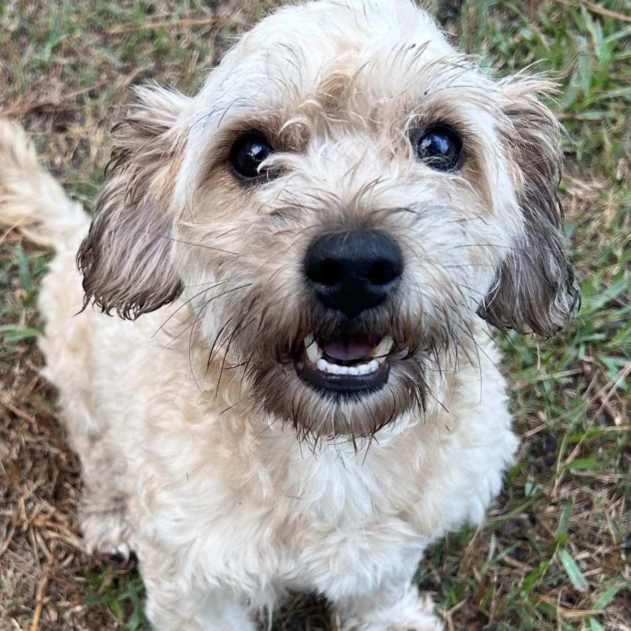 Peresoso, an adoptable Shih Tzu in Calumet, MI, 49913 | Photo Image 2