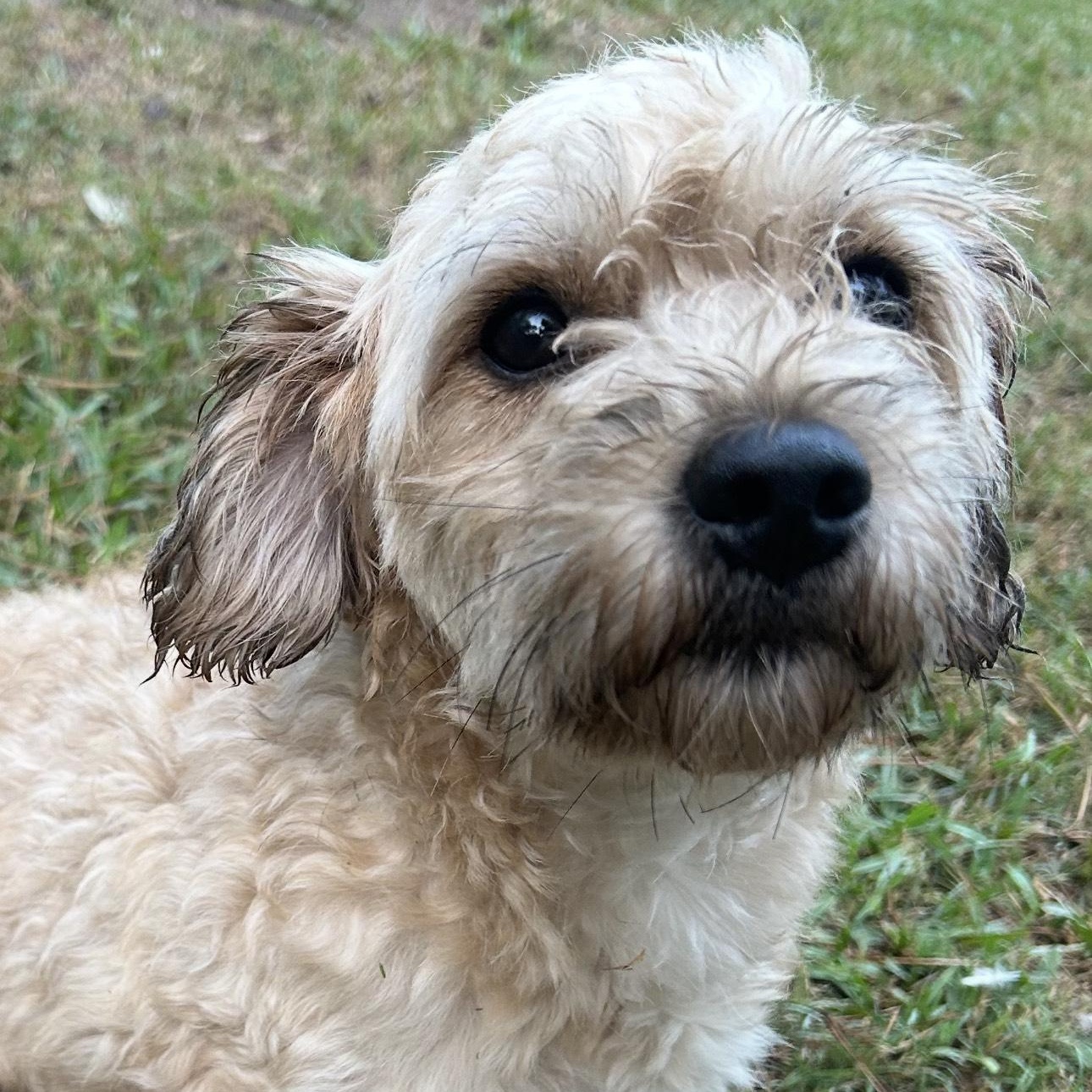 Peresoso, an adoptable Shih Tzu in Calumet, MI, 49913 | Photo Image 4