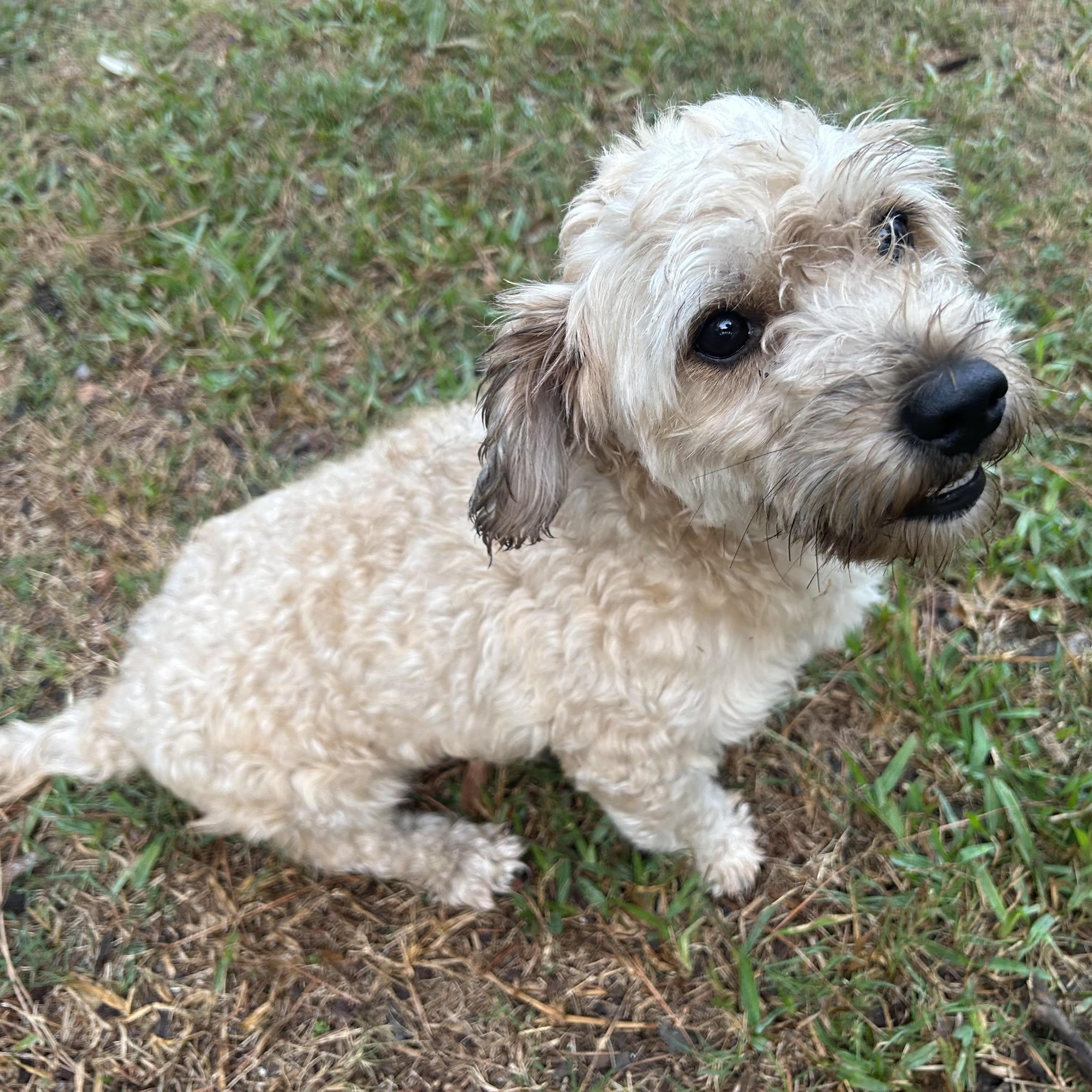 Peresoso, an adoptable Shih Tzu in Calumet, MI, 49913 | Photo Image 5