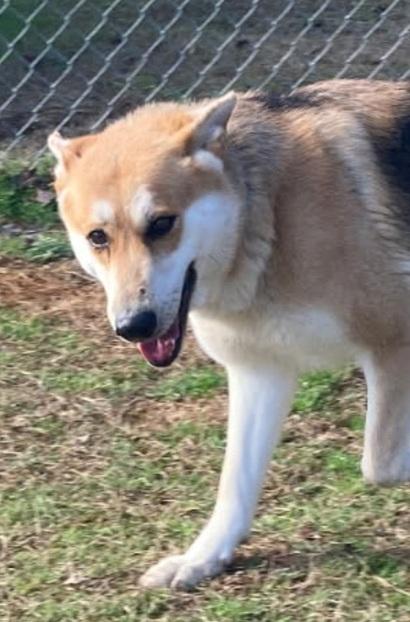Enlarge Athena, a ADOPTABLE mixed breed in Manning, SC image 1/1