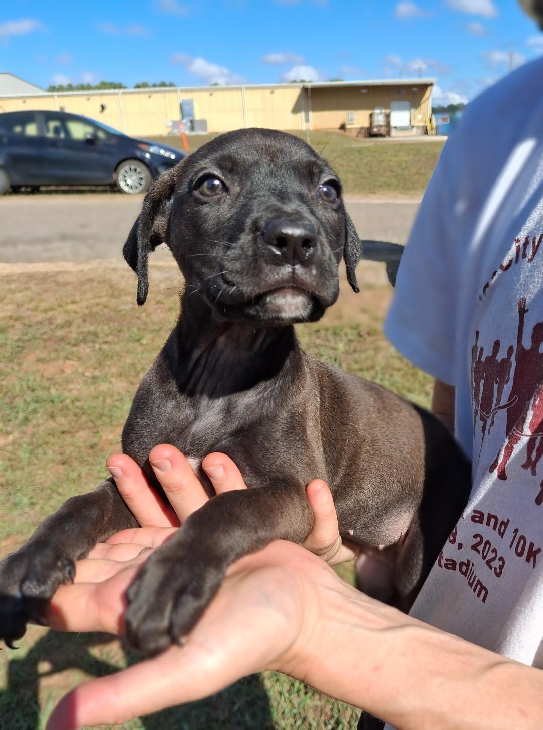 Lilo, a Adoptable mixed breed in Sylacauga, AL image 1/3