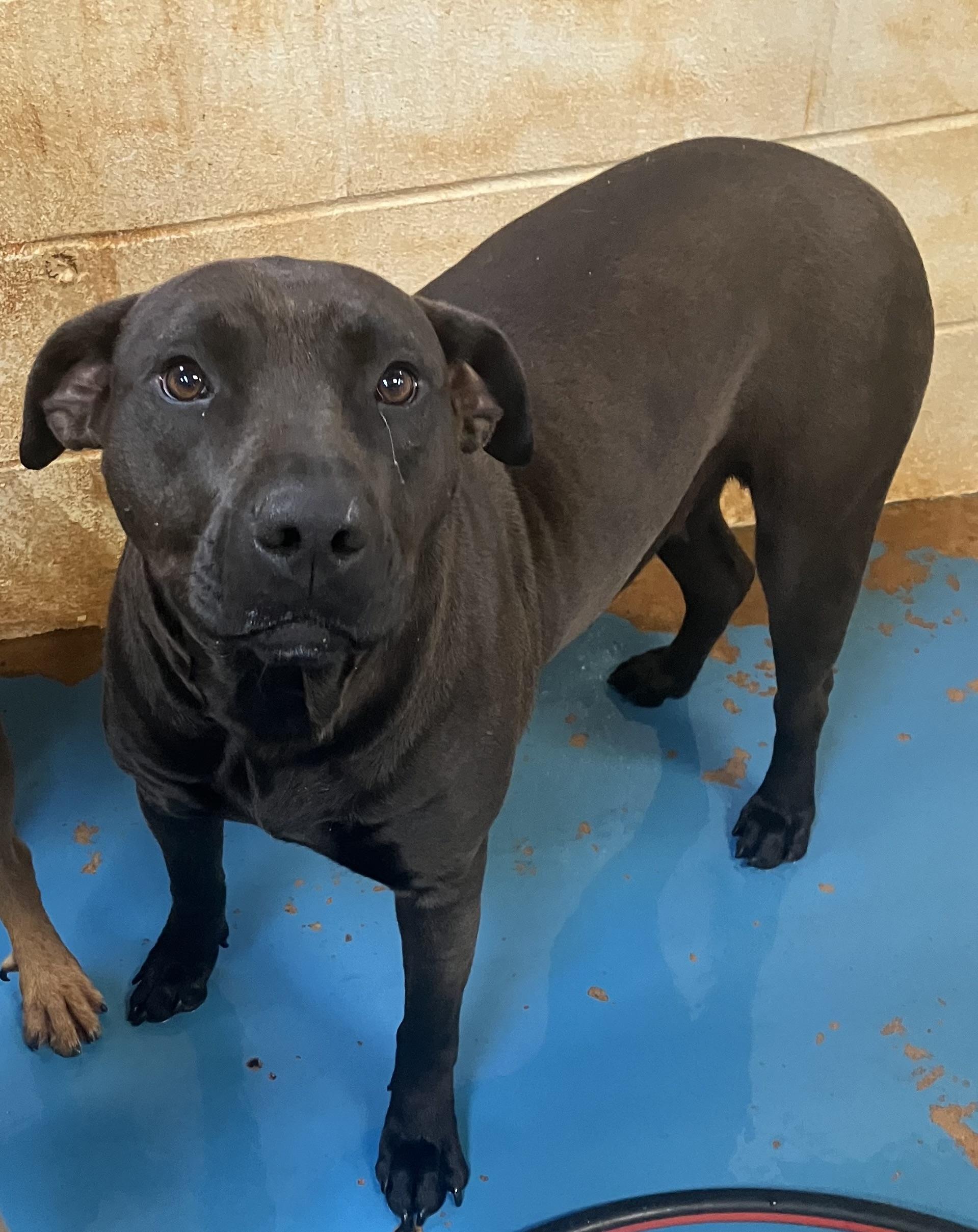 Lilo, Adoptable, Adult Female Hound.