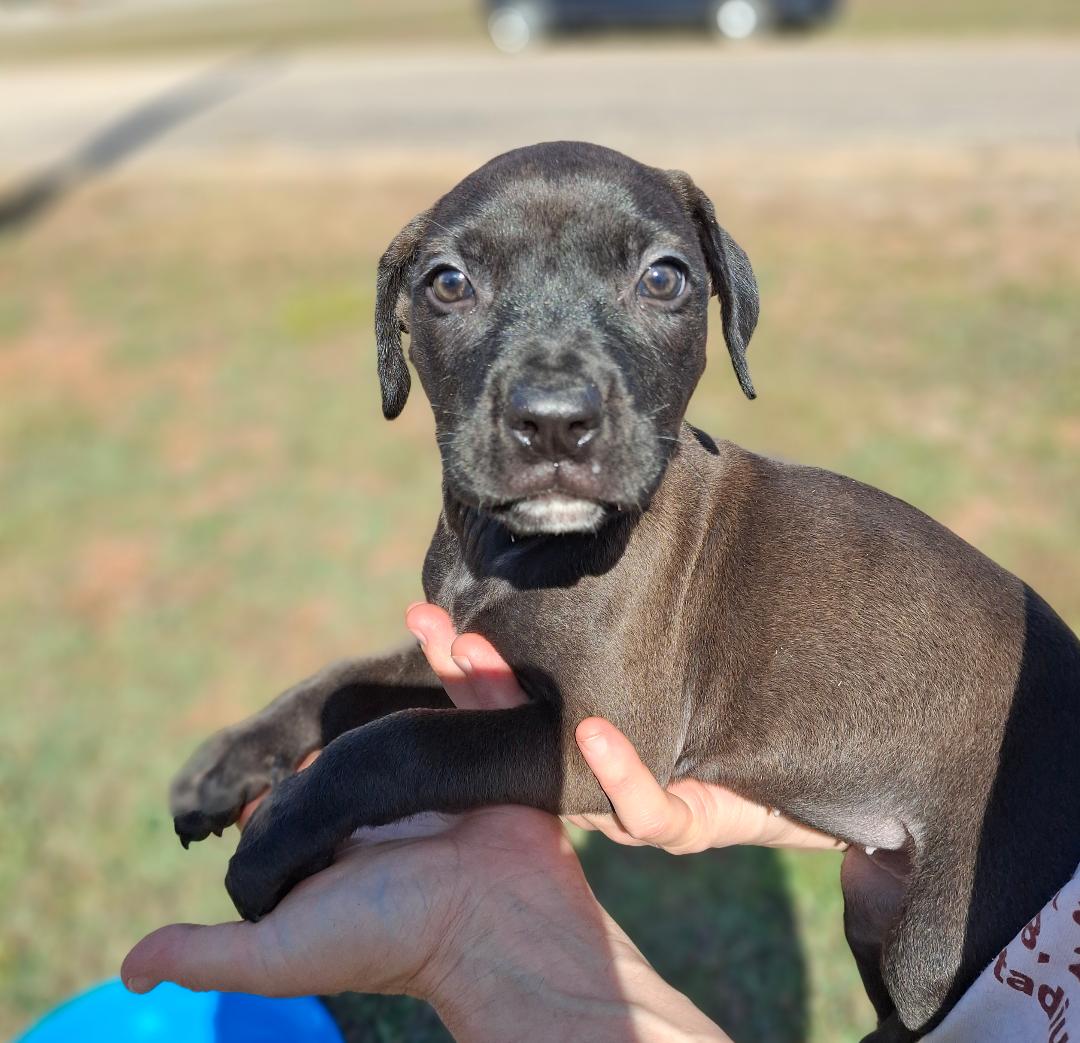 Lilo, Adoptable, Puppy Female Hound.