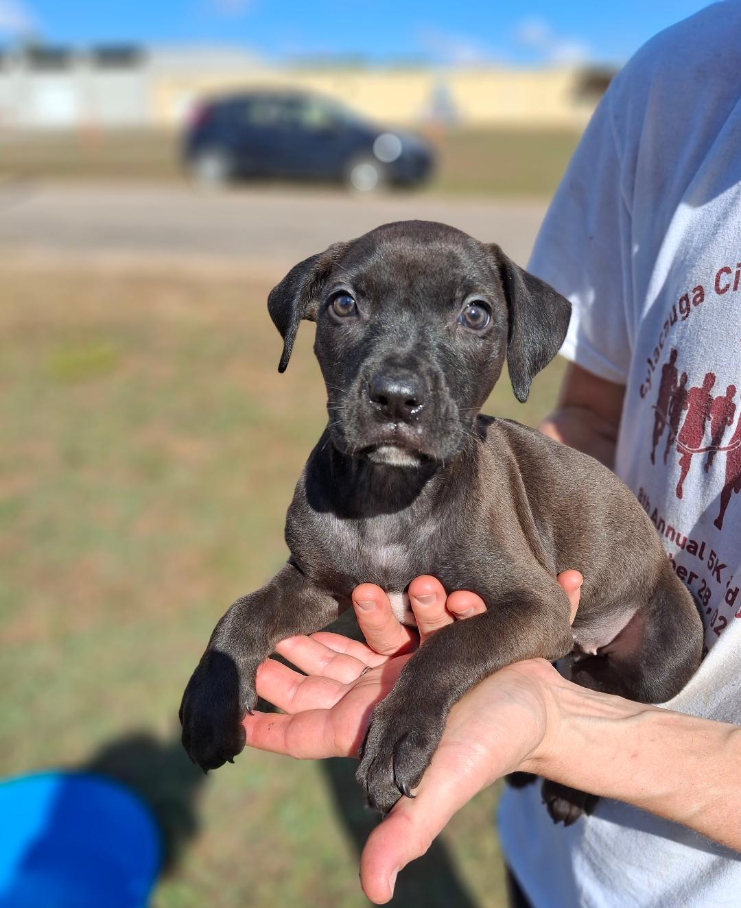 Lilo, a Adoptable mixed breed in Sylacauga, AL image 3/3