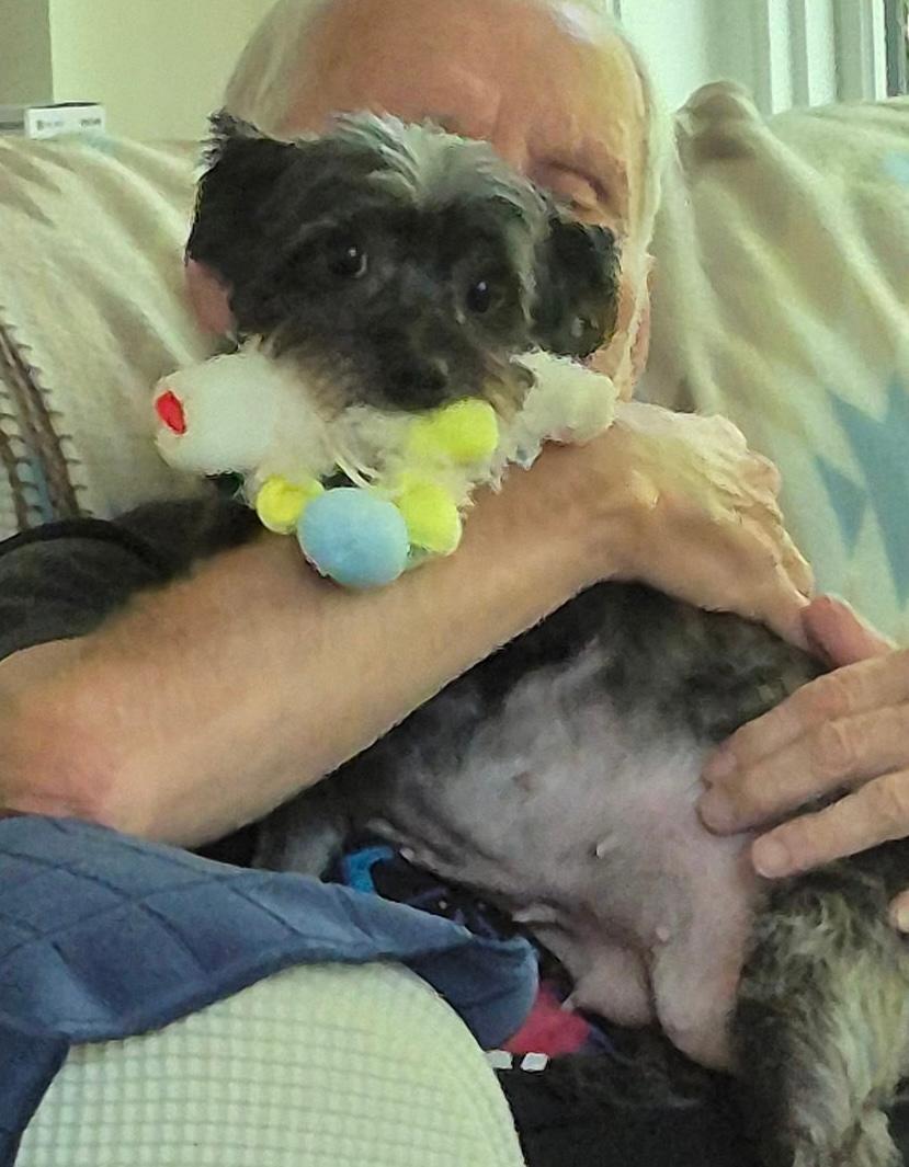 Maddy, a ADOPTABLE mixed breed in Williamsburg, VA image 5/5