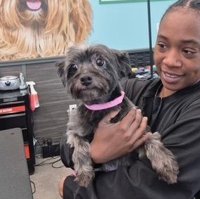 Maddy, ADOPTABLE, Adult Female Shih Tzu & Terrier.