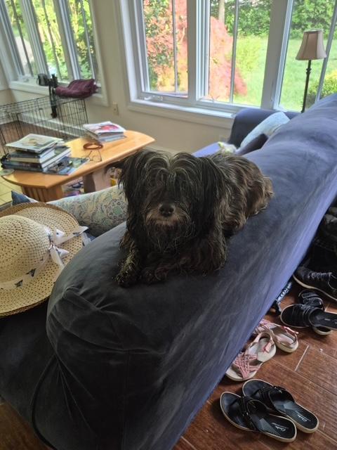 Maddy, a ADOPTABLE mixed breed in Williamsburg, VA image 3/5