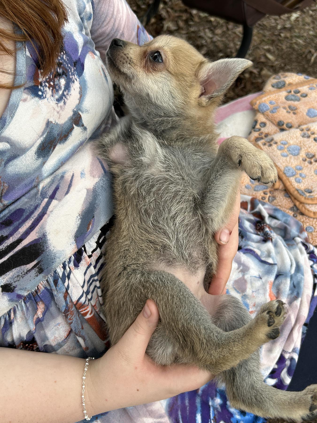 Enlarge Gretel, a Adopted mixed breed in LAMPASAS, TX image 2/5