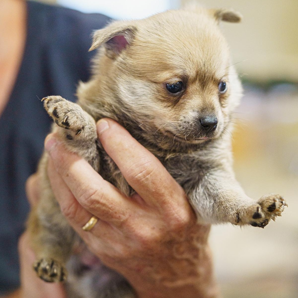 Enlarge Gretel, a Adopted mixed breed in LAMPASAS, TX image 4/5
