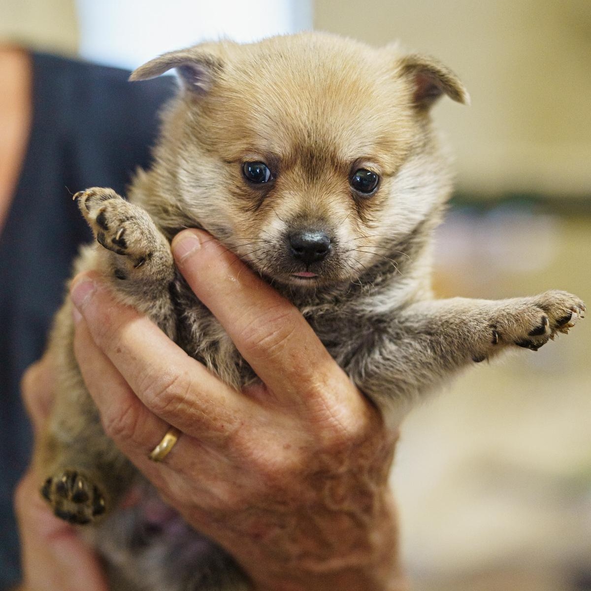Enlarge Gretel, a Adopted mixed breed in LAMPASAS, TX image 3/5