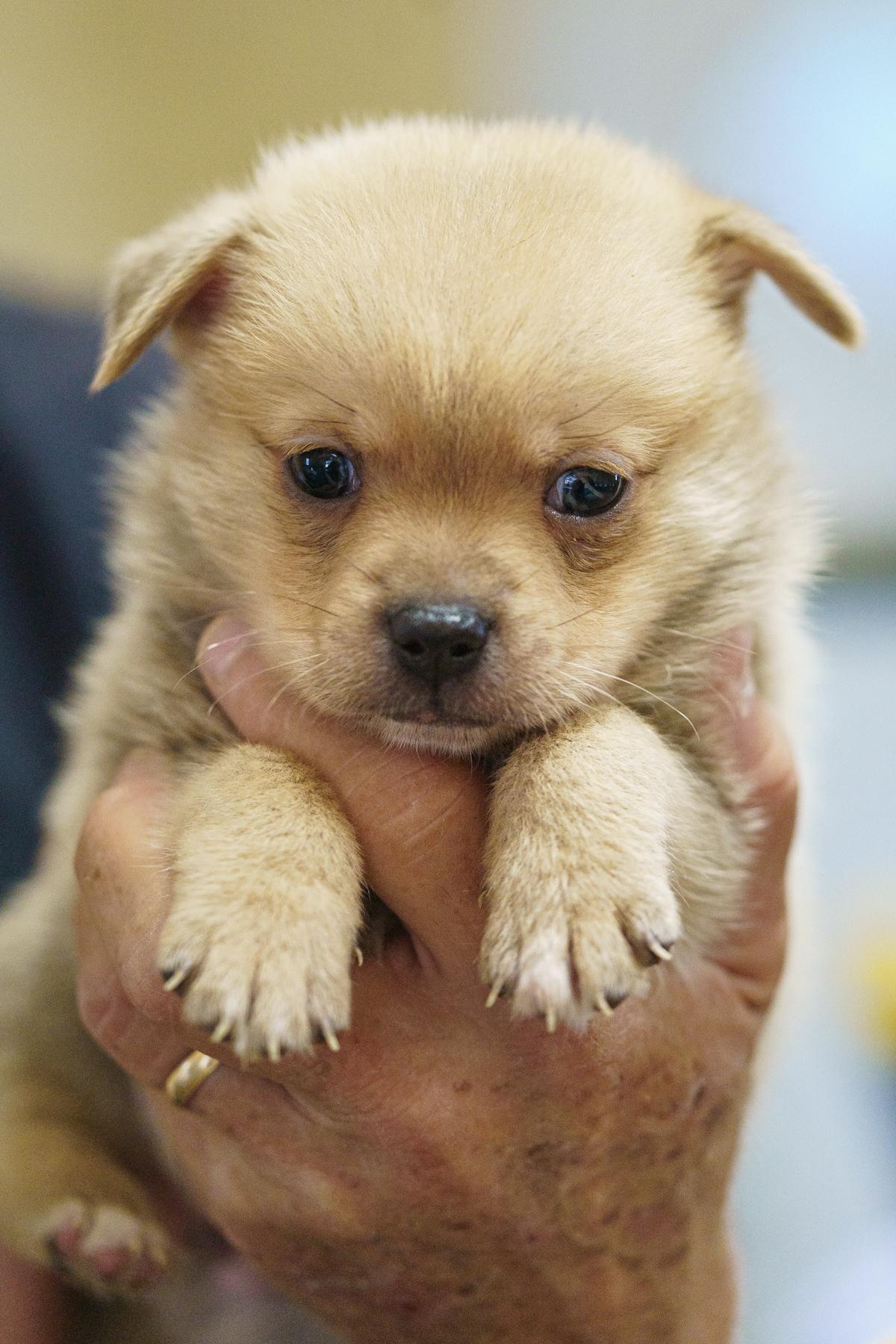 Enlarge Gretel, a Adopted mixed breed in LAMPASAS, TX image 5/5