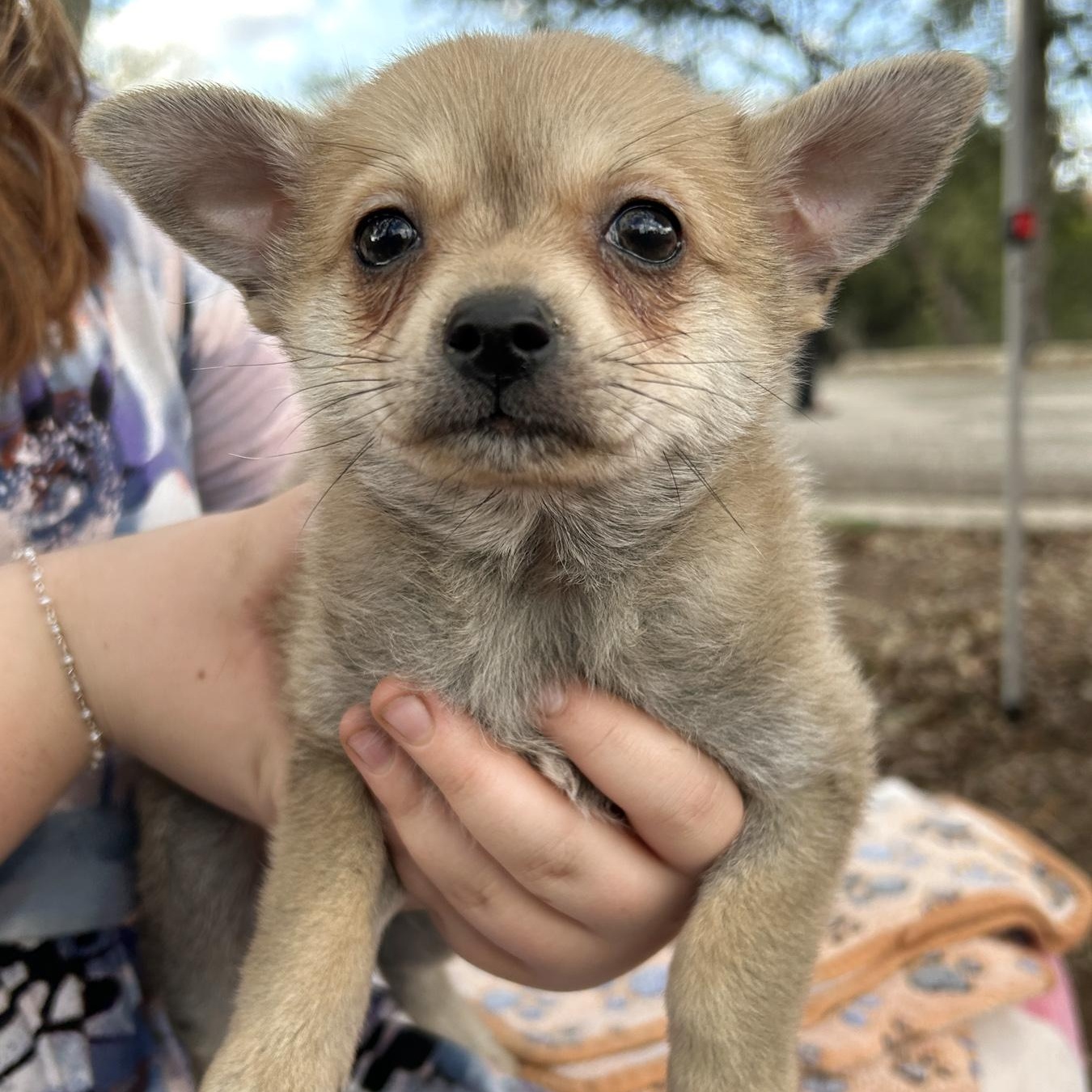 Gretel, Adopted, Puppy Female Pug & Chihuahua.
